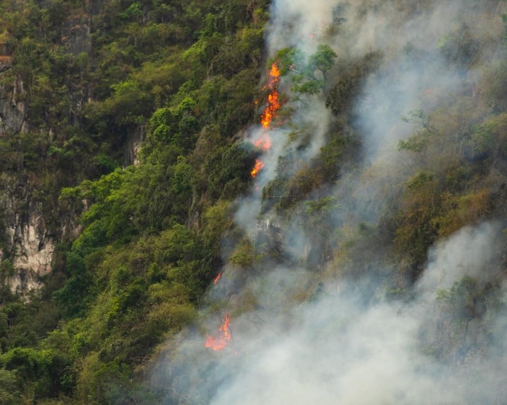 Forest fire with smoke